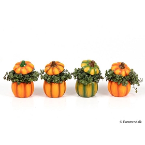 CALLISIA REPENS P6 E 4726 HALLOWEEN