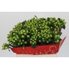 Hypericum Lucky Romance