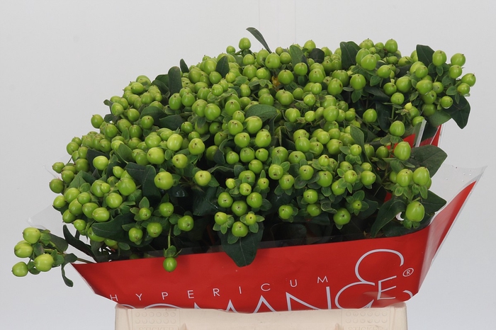Hypericum Lucky Romance