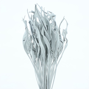 Dried Strelitzia Leafs Klb White