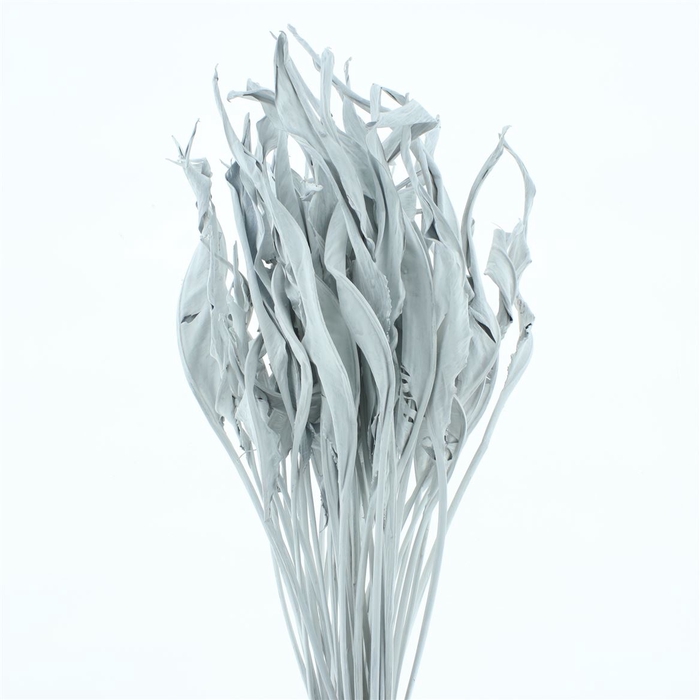 <h4>Dried Strelitzia Leafs Klb White</h4>