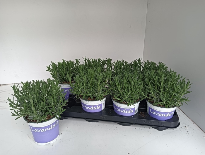 <h4>LAVAN AN HIDCOTE</h4>