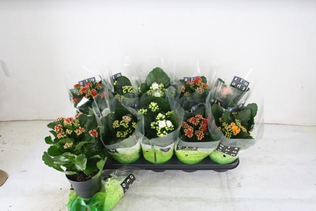 <h4>KAL GE GEM 4 KL</h4>