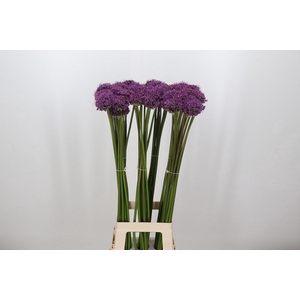 Allium Gladiator