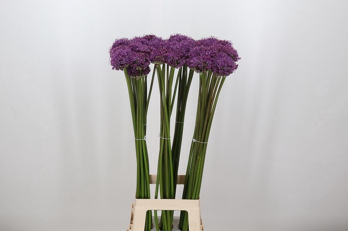 <h4>Allium Gladiator</h4>