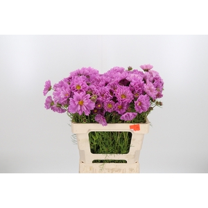 Cosmos Bipinnatus Pink