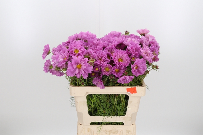 <h4>Cosmos Bipinnatus Pink</h4>