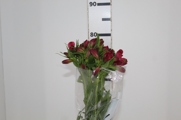 <h4>ALSTROEMERIA MARIAN 080 CM VERMELHO</h4>