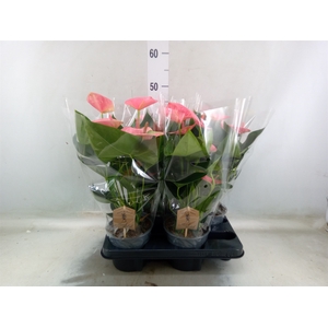 Anthurium andr. 'Sweet Dream'