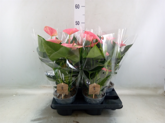 Anthurium andr. 'Sweet Dream'