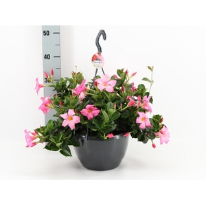 MANDE RIO PETIT PINK