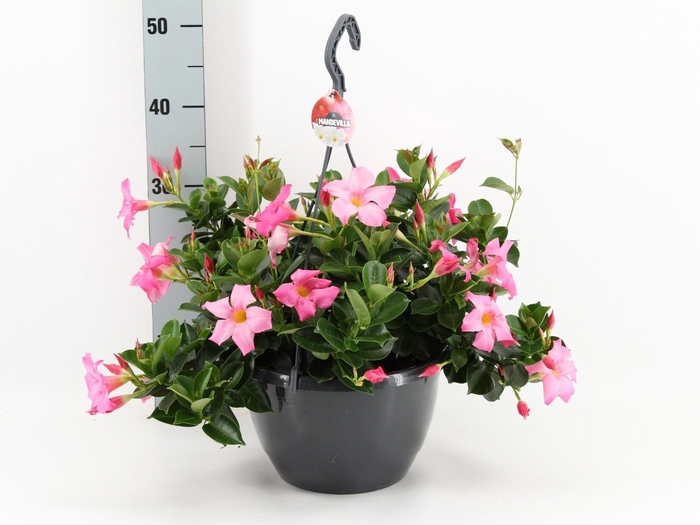 <h4>MANDE RIO PETIT PINK</h4>