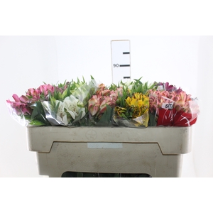 ALSTROEMERIA VARIADO 080 CM