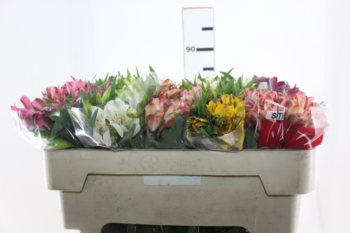 <h4>ALSTROEMERIA VARIADO 080 CM</h4>