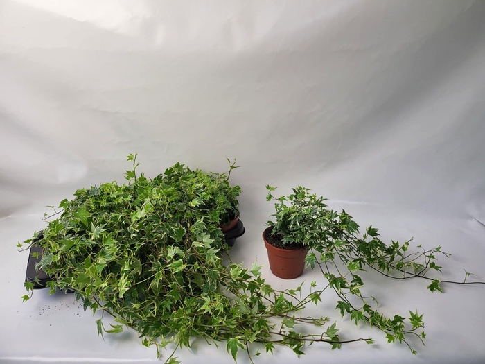 <h4>HED HE WHITE RIPPLE</h4>