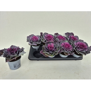 BRASSICA (SIERKOOL)