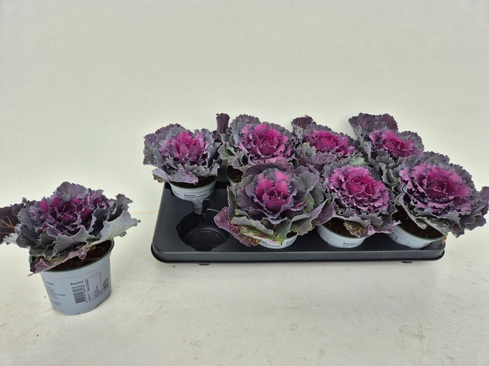 <h4>BRASSICA (SIERKOOL)</h4>