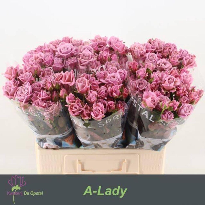 <h4>Rosa spray amazing lady</h4>