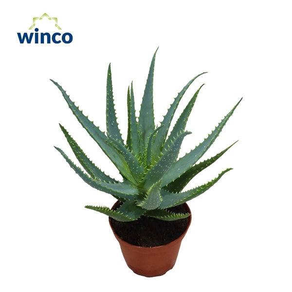 <h4>Aloe arborescens</h4>