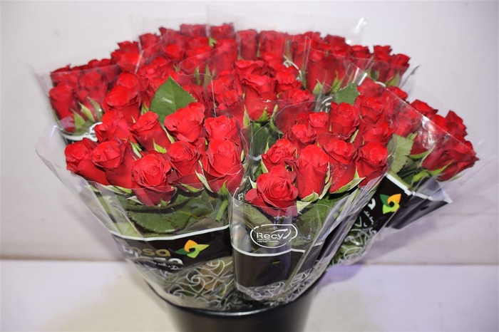 <h4>R Gr Red Ribbon X10</h4>