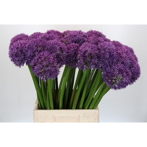 Allium Globemaster