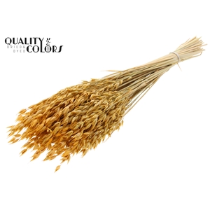 Avena Premium per bunch Apricot