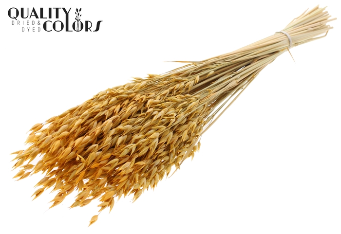 Avena Premium per bunch Apricot