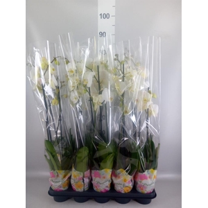 Phalaenopsis   ...white