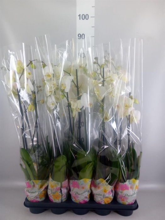 <h4>Phalaenopsis   ...white</h4>