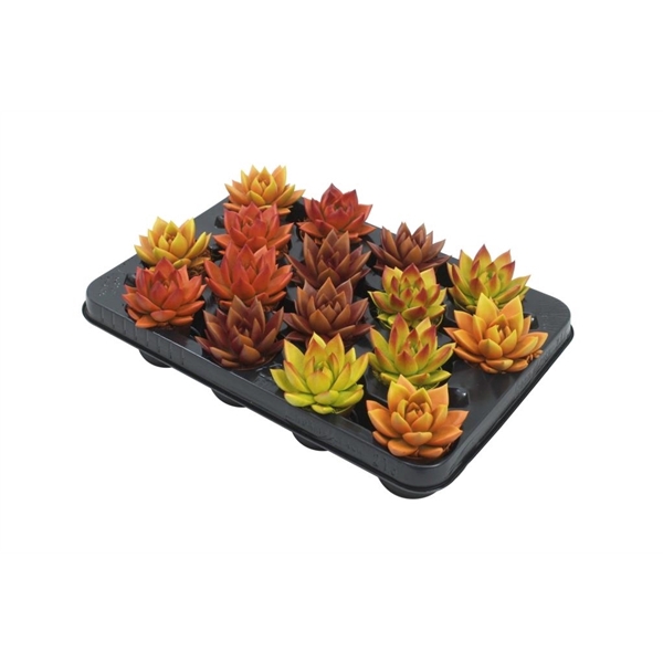 <h4>Echeveria bicoloured autumn mix</h4>