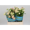 Ranunculus Butterfly Ariadne