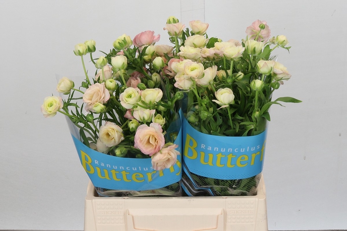 Ranunculus Butterfly Ariadne