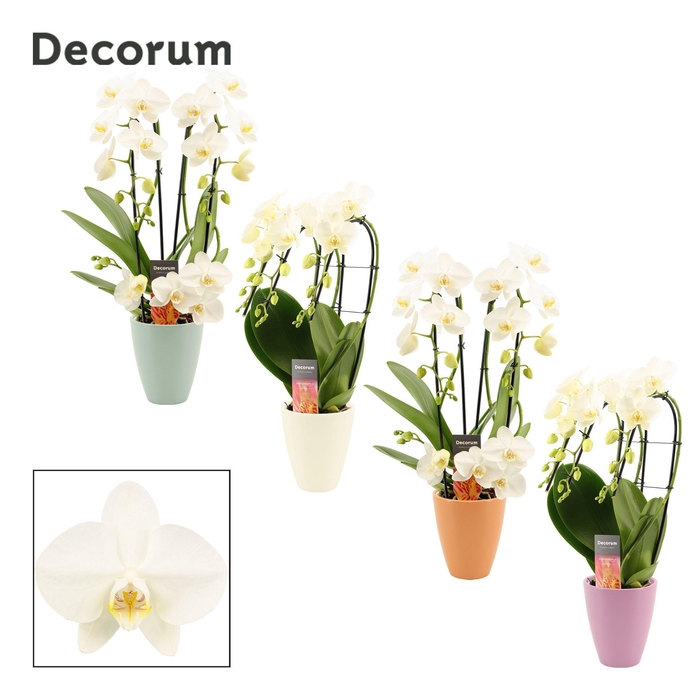 <h4>Phalaenopsis vormen mix 3 tak wit in Carly (Craft world-collecti</h4>