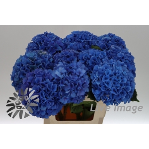 Hydrangea royal parade