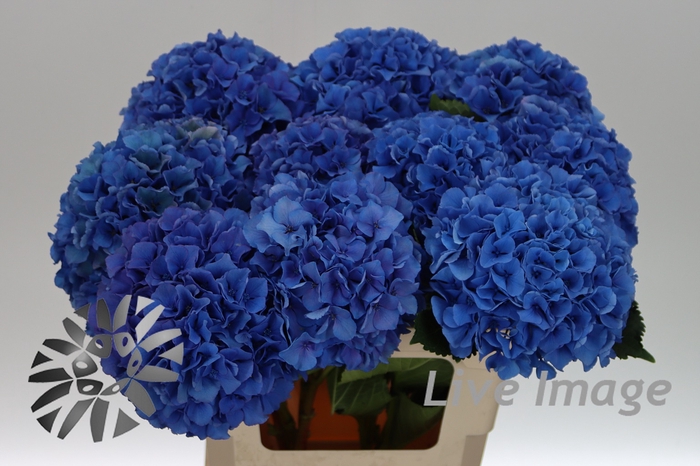 <h4>Hydrangea royal parade</h4>