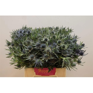 ERYN MAG BLUE LAGOON