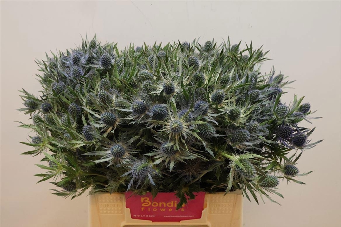 <h4>ERYN MAG BLUE LAGOON</h4>