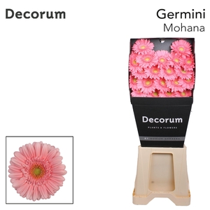 Germini Mohana Diamond