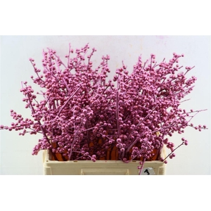 Ilex Klbh Metallic Pink Stem