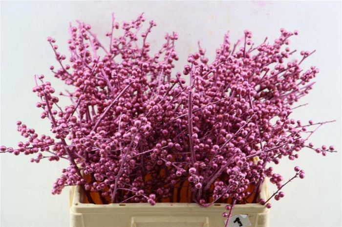 <h4>Ilex Klbh Metallic Pink Stem</h4>