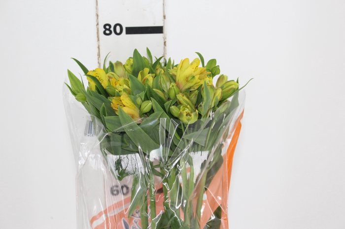 <h4>ALSTROEMERIA FLORIDA 080 CM</h4>
