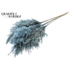 Pampas Grass 100cm 5st/bunch Frosted Light Blue