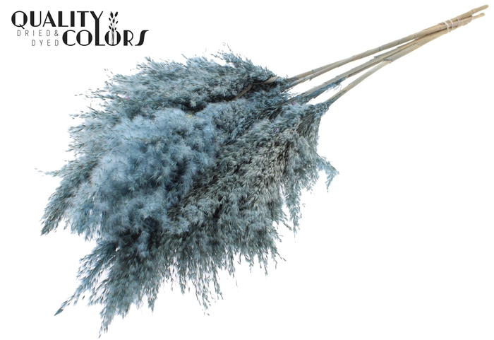 Pampas Grass 100cm 5st/bunch Frosted Light Blue
