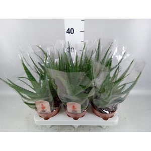 Aloe arborescens