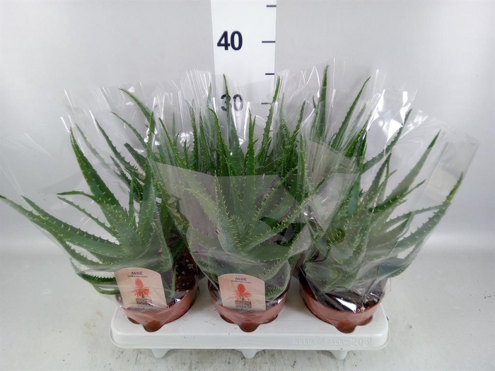 <h4>Aloe arborescens</h4>