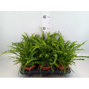 Nephrolepis cord. 'Duffii'