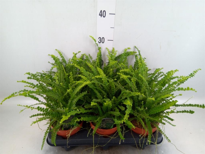 Nephrolepis cord. 'Duffii'