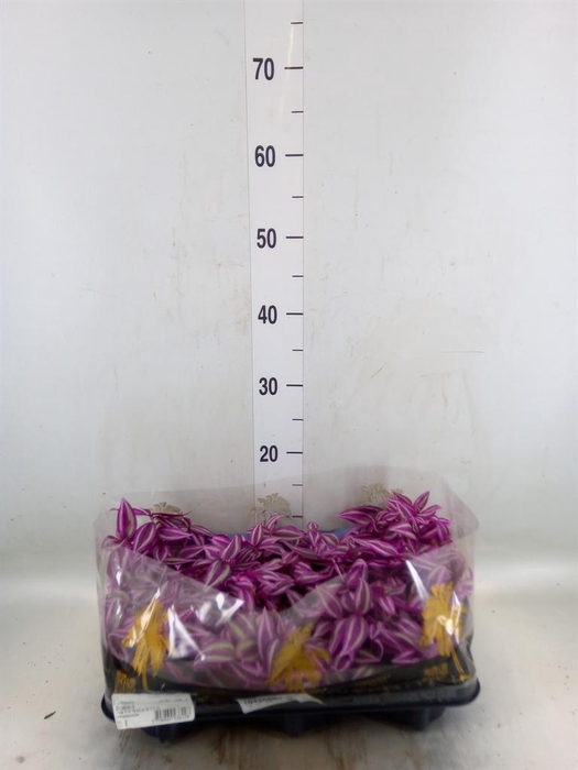 <h4>Tradescantia   ...</h4>