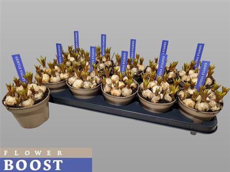 <h4>Muscar Armeniacum</h4>