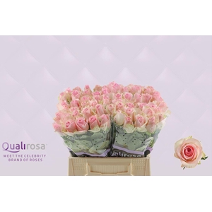 R Gr Sorbet Avalanche